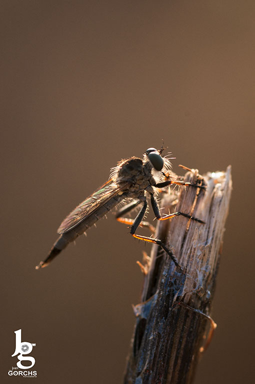 Fotografia de Joan Gorchs