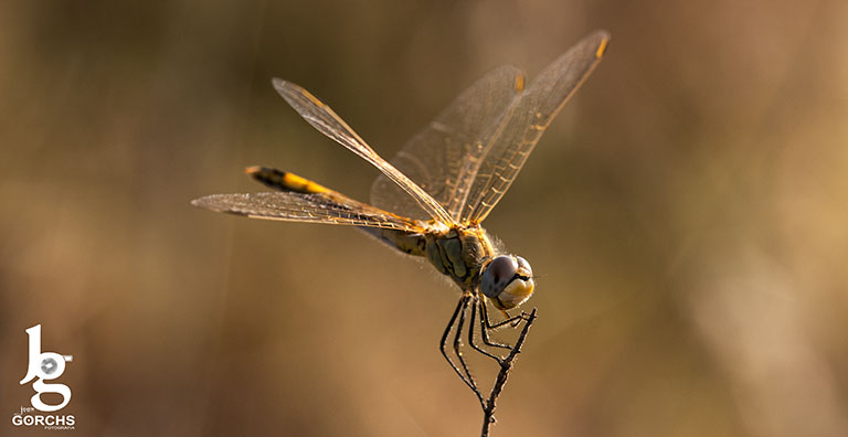 Fotografia de Joan Gorchs