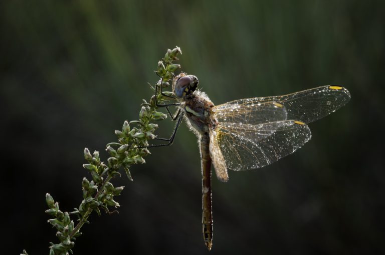 Fotografia de Joan Gorchs