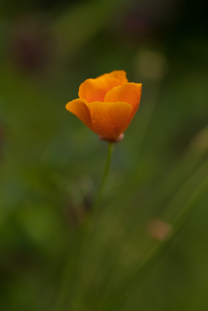Fotografia de Joan Gorchs