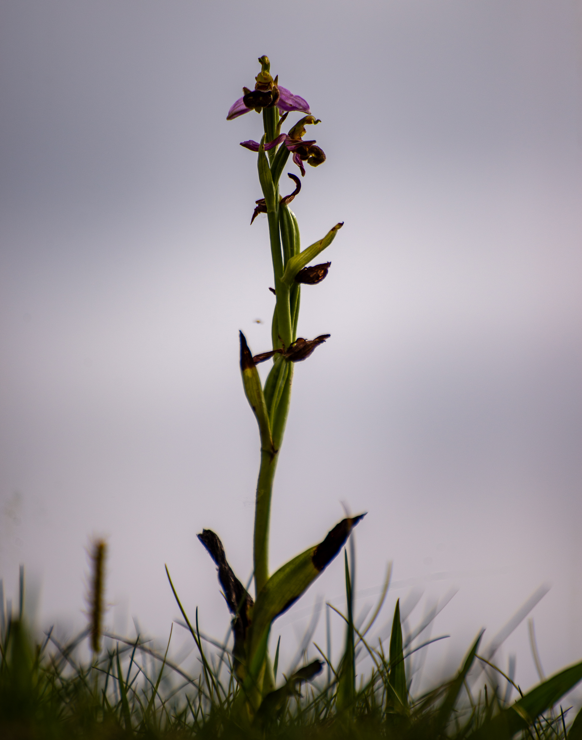 Fotografia de Joan Gorchs