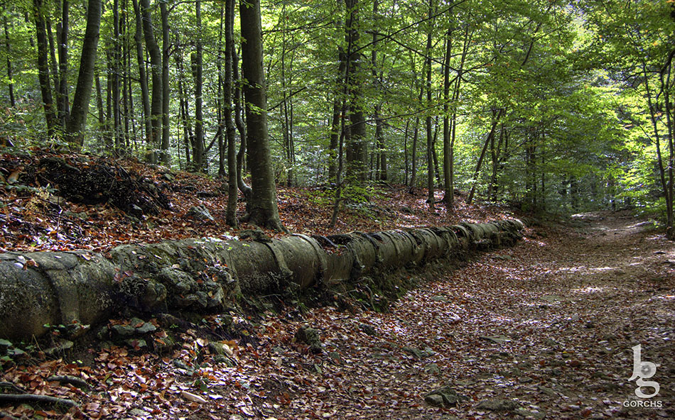 Fotografia de Joan Gorchs