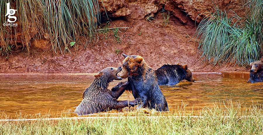 Fotografia de Joan Gorchs