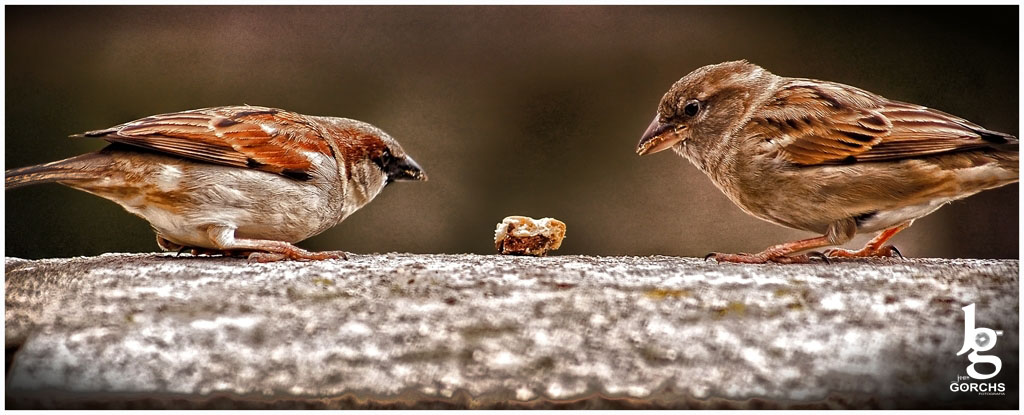 Fotografia de Joan Gorchs